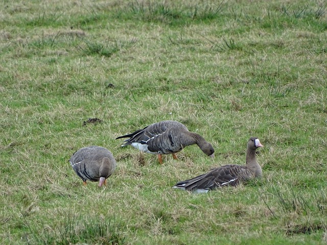 平同等重要 平同等重要